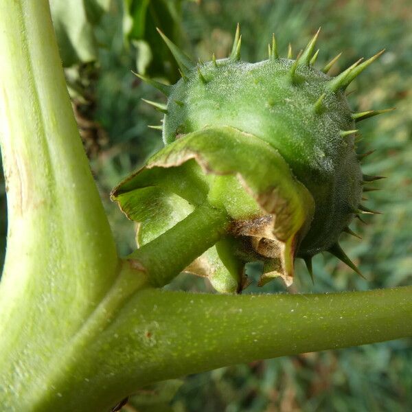 Datura ferox Cortiza