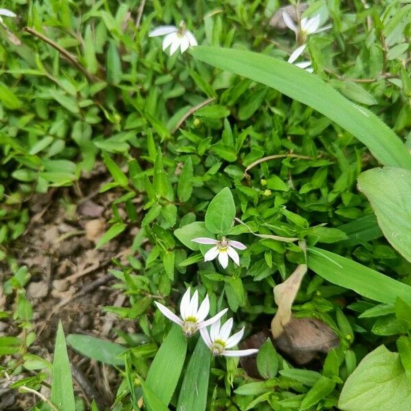 Lobelia chinensis Květ