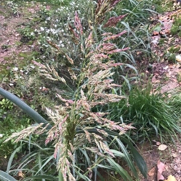 Sorghum halepense Floare