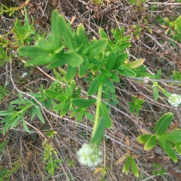 Spermacoce verticillata പുഷ്പം