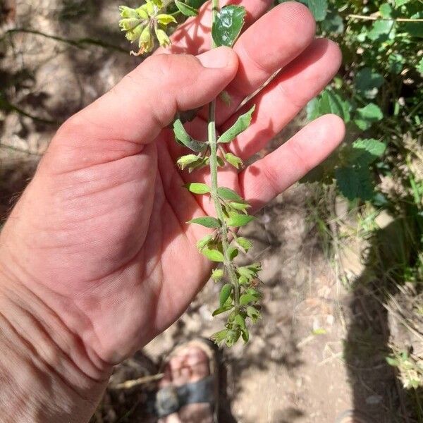 Teucrium flavum Цвят