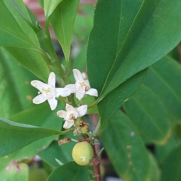 Erythroxylum coca Flower