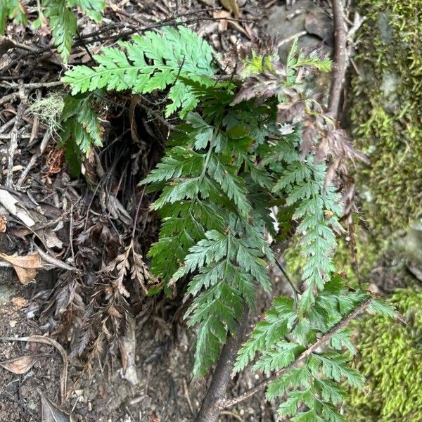 Asplenium onopteris Foglia