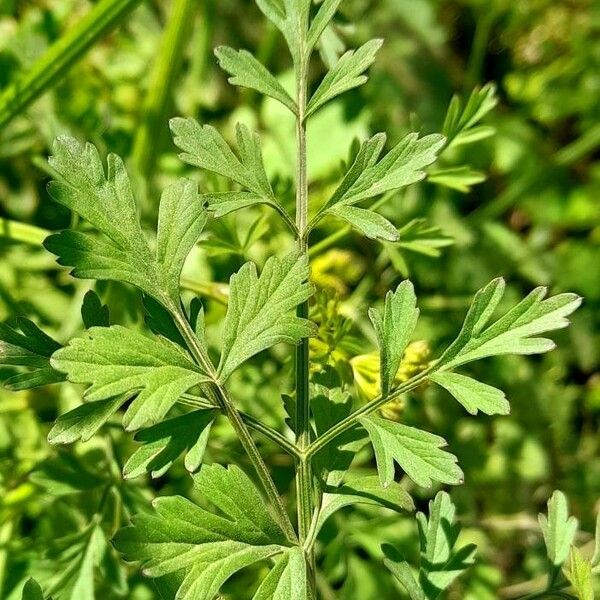 Oenanthe crocata Blatt