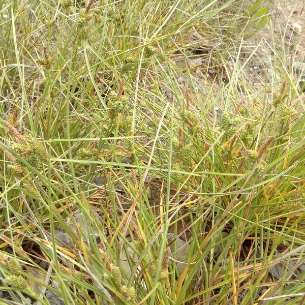 Carex extensa Other