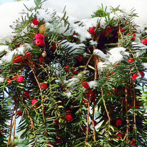 Taxus baccata Blatt