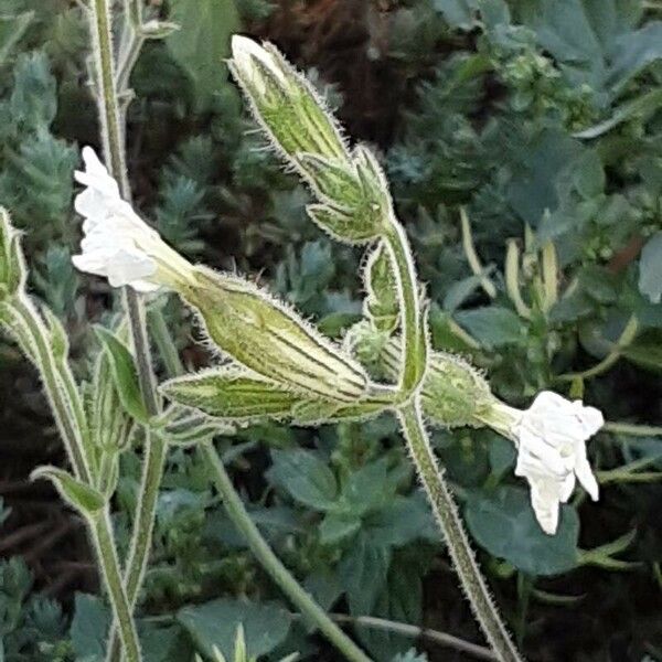 Silene noctiflora Kvet