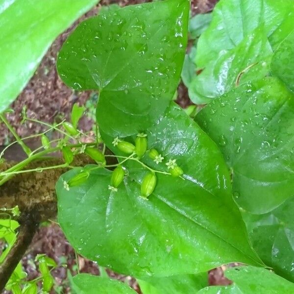 Dioscorea villosa Fruit