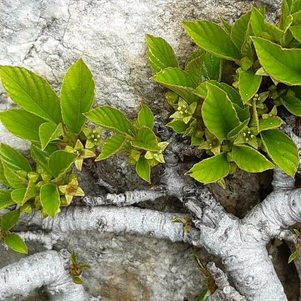 Rhamnus pumila फूल