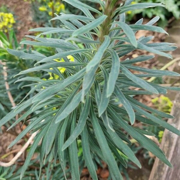 Euphorbia characias Folha