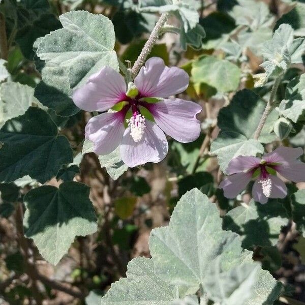 Malva subovata Cvet