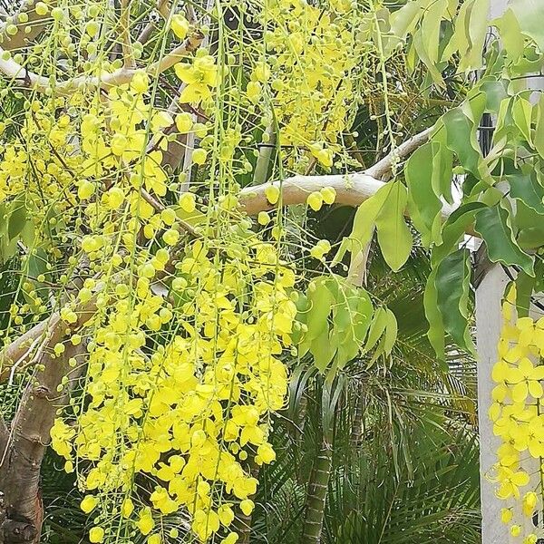 Cassia fistula 花