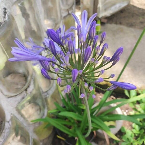 Agapanthus praecox Floare