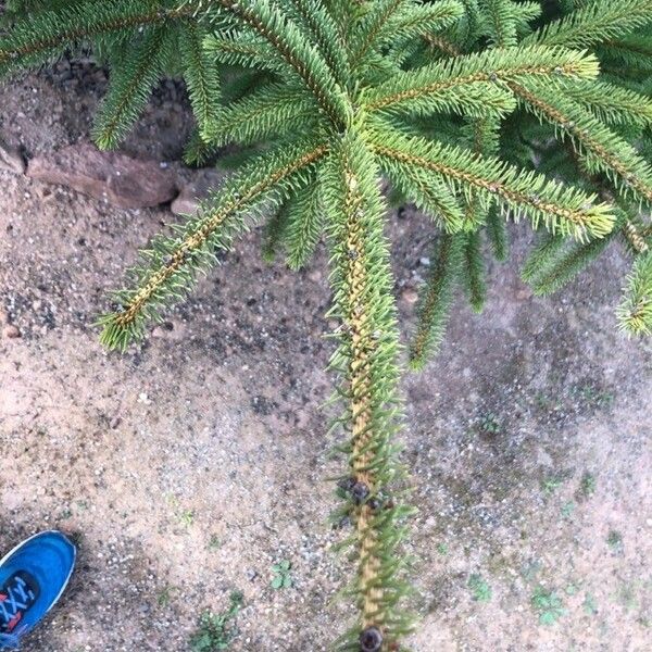 Picea jezoensis Φύλλο