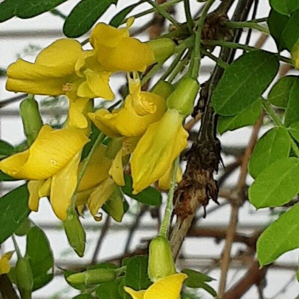 Caragana arborescens Květ