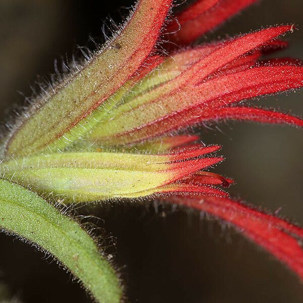 Castilleja pruinosa Λουλούδι