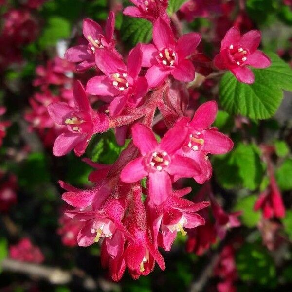 Ribes sanguineum 花