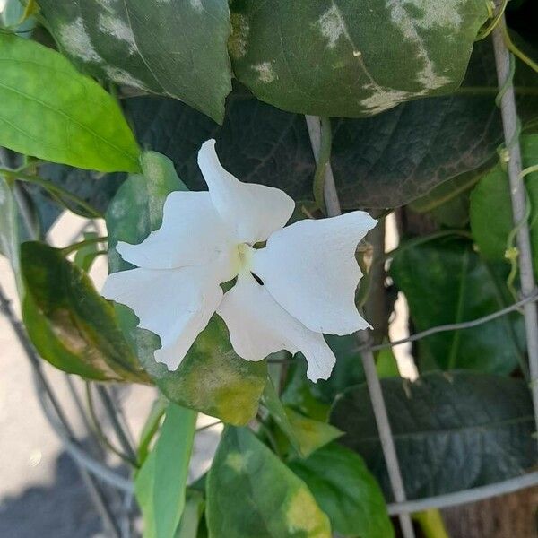 Thunbergia laevis Flors