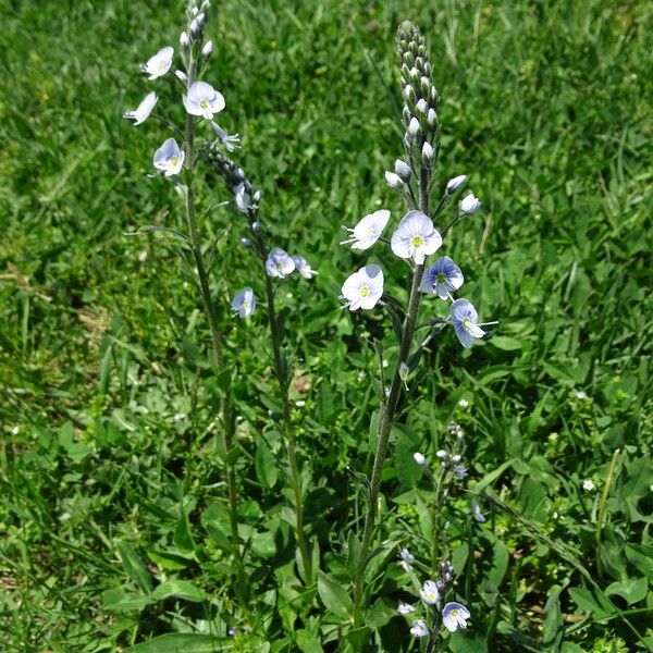 Veronica gentianoides 花