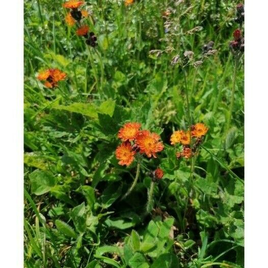 Pilosella aurantiaca Flor