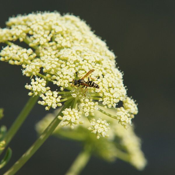 Crithmum maritimum Flower