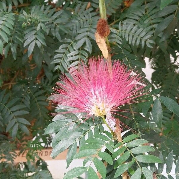 Calliandra surinamensis Blomma