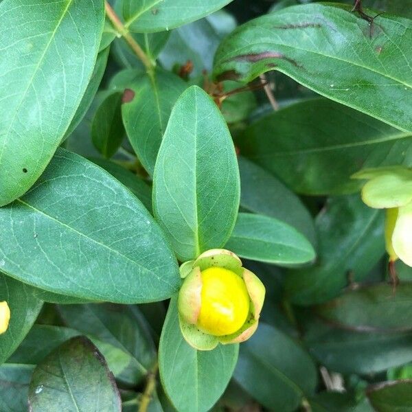 Hypericum calycinum Blüte