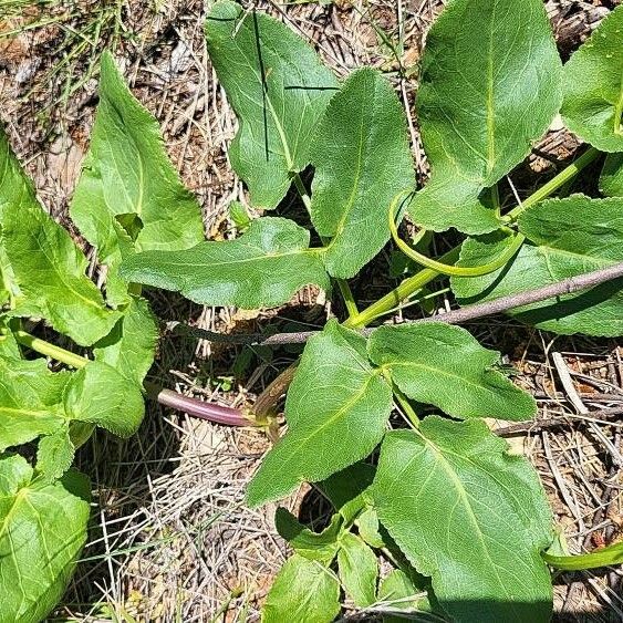 Opopanax chironium Folla