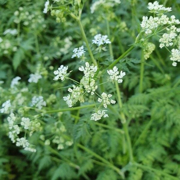 Anthriscus sylvestris Õis