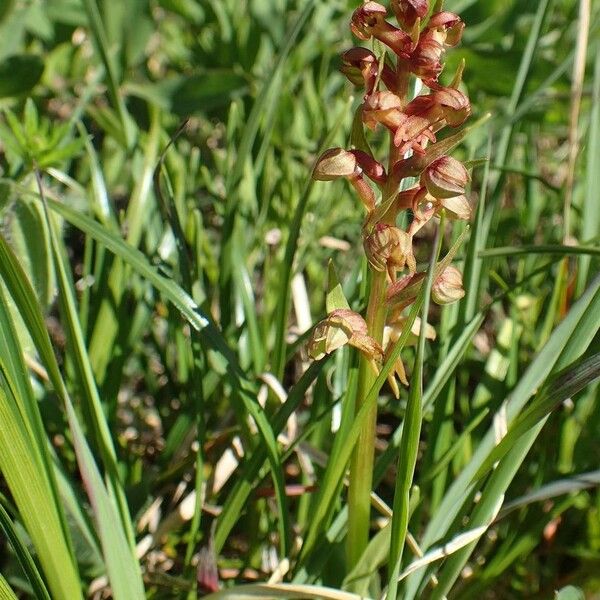 Dactylorhiza viridis Plante entière