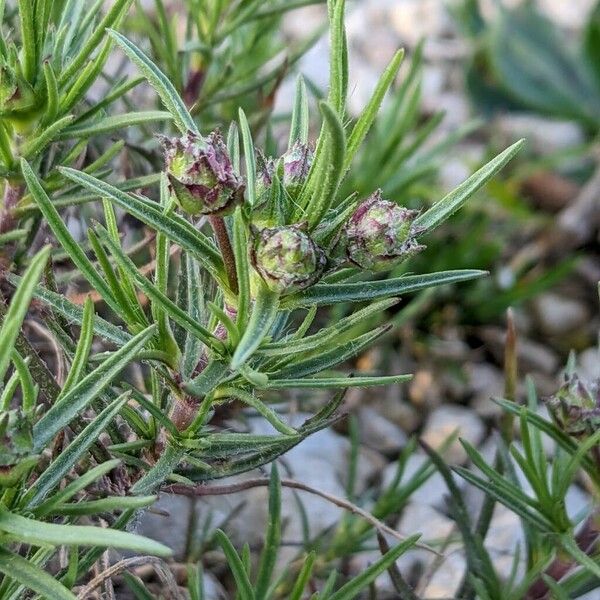 Plantago sempervirens Flower