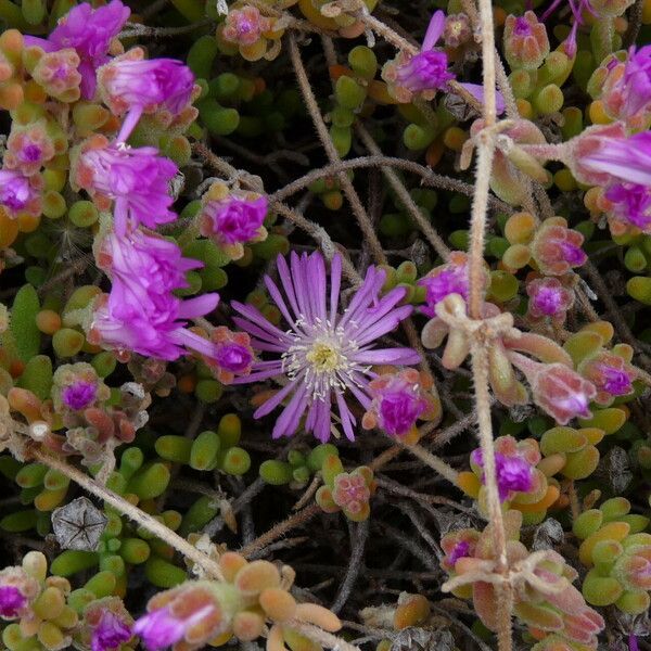 Drosanthemum hispidum Flower