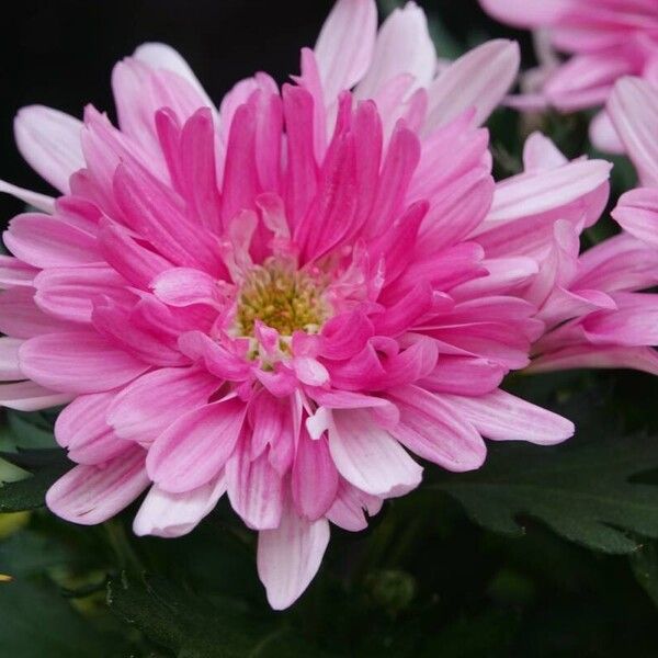 Callistephus chinensis Flower