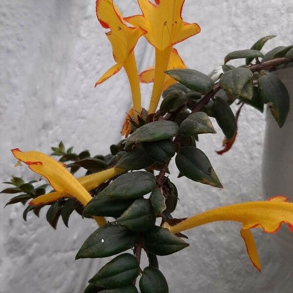 Columnea microphylla 花