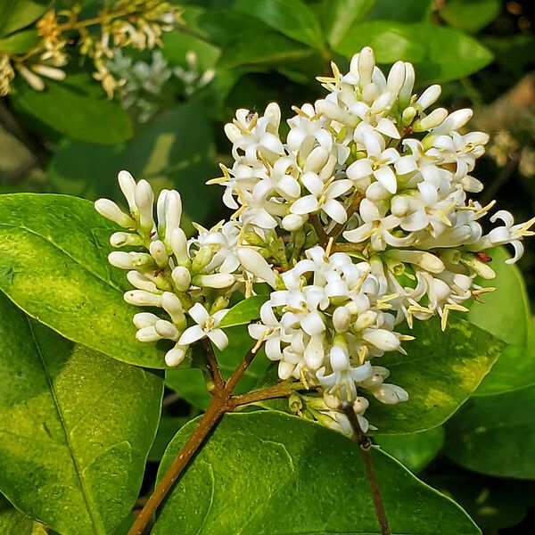 Ligustrum vulgare Flower