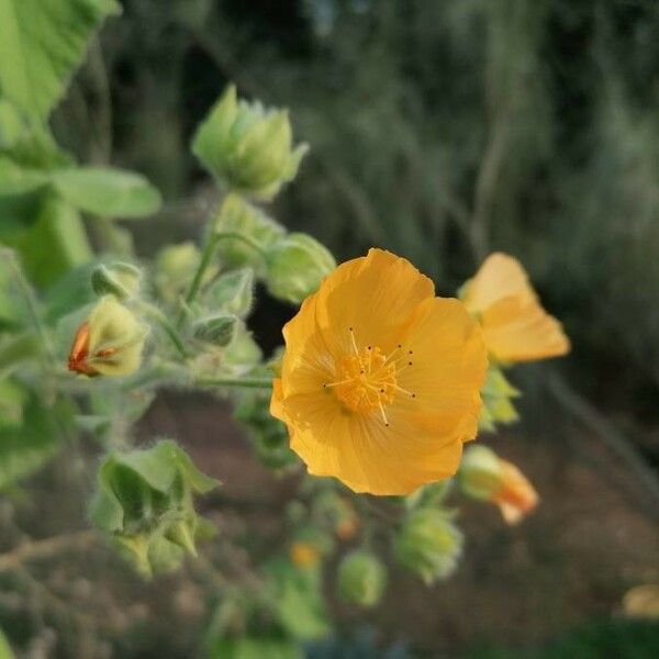 Abutilon grandifolium Квітка