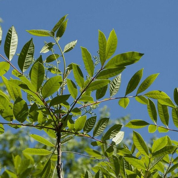 Toxicodendron vernix Hoja