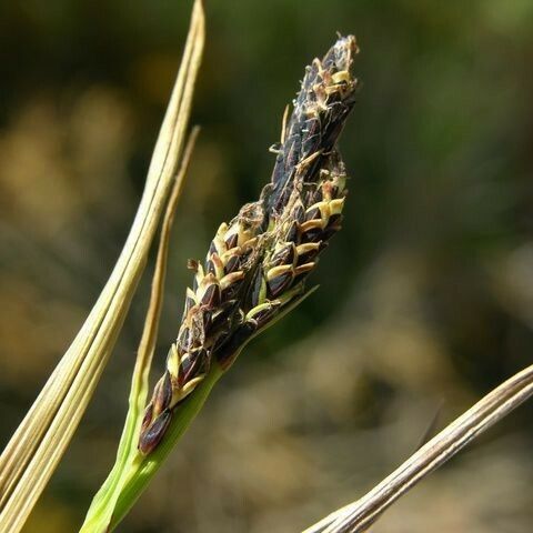 Carex bigelowii Fruit