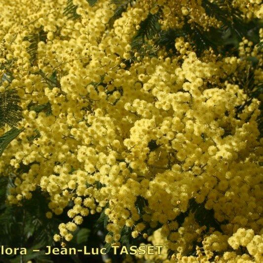 Acacia decurrens Fleur