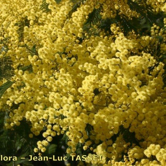 Acacia decurrens Flower