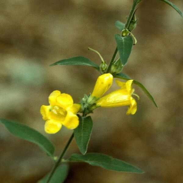 Aureolaria virginica 花