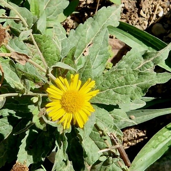 Verbesina encelioides Flower