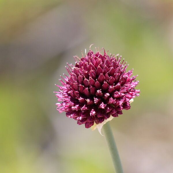 Allium sphaerocephalon Kvet