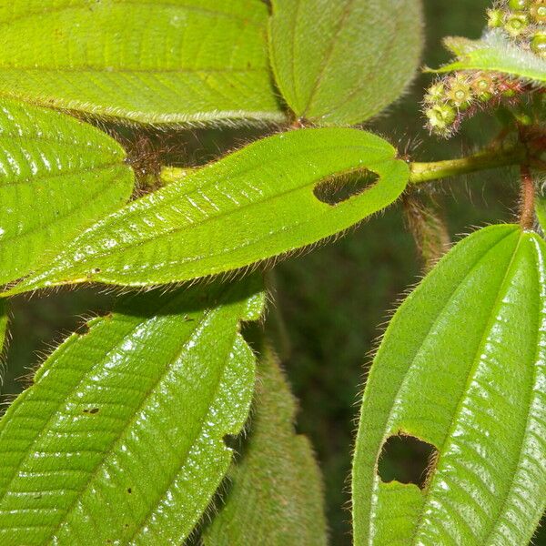 Miconia lacera برگ