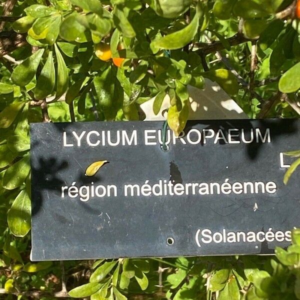 Lycium europaeum Beste bat