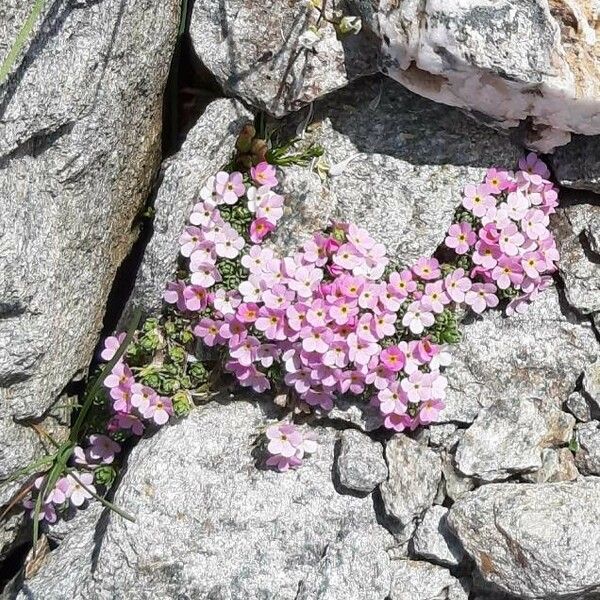 Androsace alpina Flor