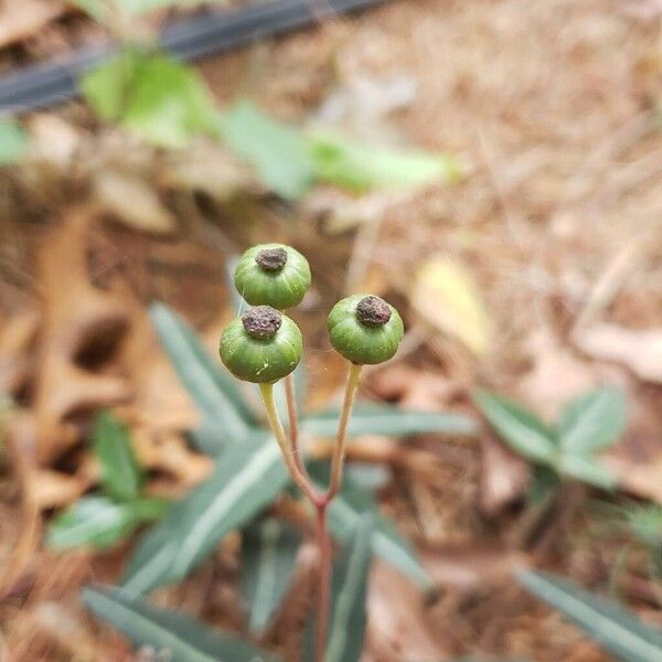 Chimaphila maculata Frutto