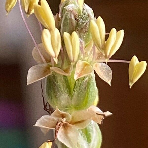 Plantago albicans 花