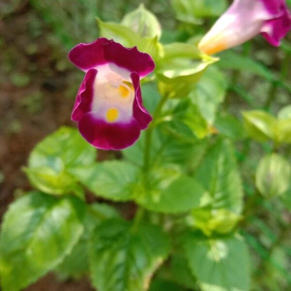 Torenia fournieri Bloem