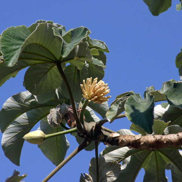 Cecropia peltata 叶